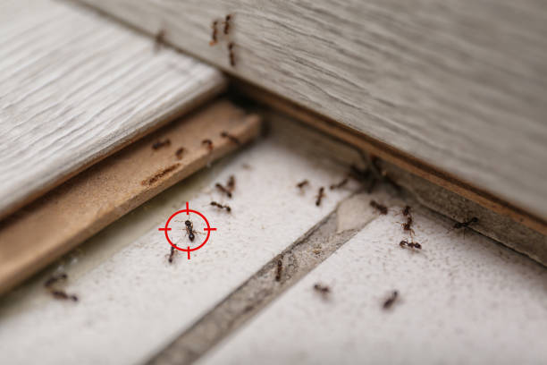 Best Wasp Removal Services  in Ault, CO