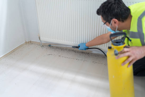 Best Termite Control Services  in Ault, CO