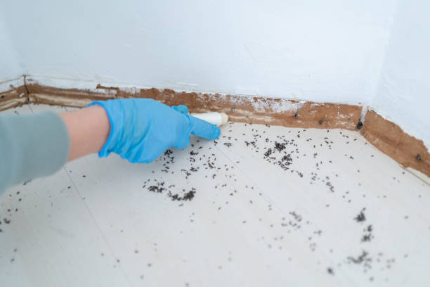 Best Exterminator Services  in Ault, CO